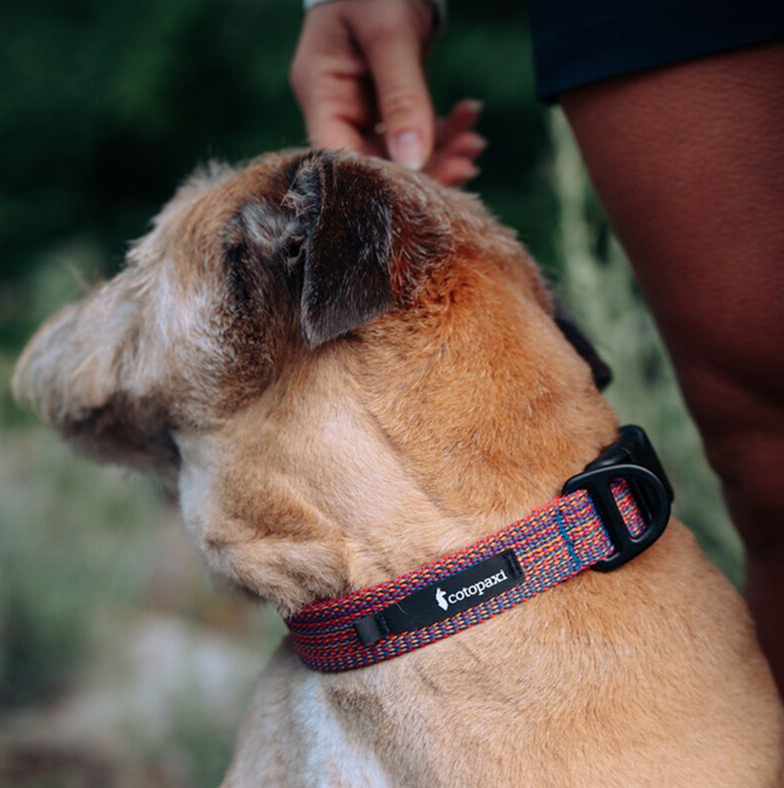 Del Día Dog Collar, Del Día, Detail
